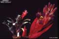 Billbergia 'Stellar Attraction'