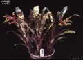 Billbergia 'Crystal'