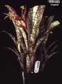 Billbergia 'Crystal'