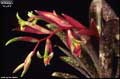 Billbergia 'Crystal'