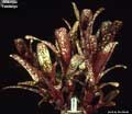 Billbergia 'Fandango'