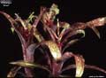 Billbergia 'Ellen'