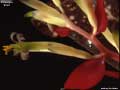 Billbergia 'Ellen'