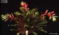 Billbergia 'Tres Bien'
