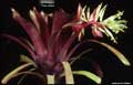 Billbergia 'Tres Bien'