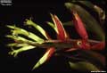 Billbergia 'Tres Bien'