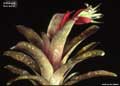 Billbergia 'Borracho'