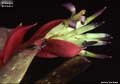 Billbergia 'Borracho'