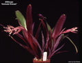 Billbergia 'Gertrude Vicknair'