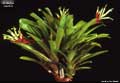Billbergia 'Hellfire'
