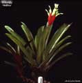 Billbergia 'Hellfire'