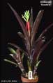 Billbergia 'Hombre'