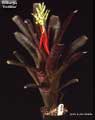 Billbergia 'Hombre'