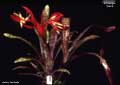 Billbergia 'Salsa'