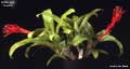 Billbergia 'Fiesta'