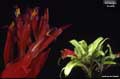 Billbergia 'Fiesta'