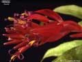 Billbergia 'Fiesta'