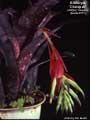 Billbergia 'Chutzpah'