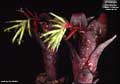 Billbergia 'Chutzpah'