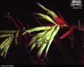 Billbergia 'Chutzpah'