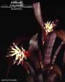 Billbergia 'Con Gusto'