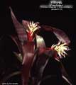 Billbergia 'Con Gusto'