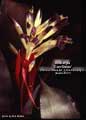 Billbergia 'Con Gusto'