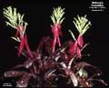 Billbergia 'Tarantella'