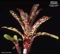 Billbergia 'Tarantella'