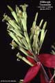 Billbergia 'Tarantella'