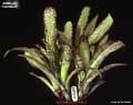 Billbergia 'Full Moon'