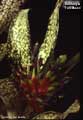 Billbergia 'Full Moon'