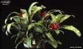 Billbergia 'Frolic'