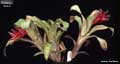 Billbergia 'Frolic'