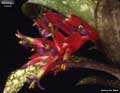 Billbergia 'Frolic'