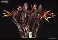 Billbergia 'Lilac Time'