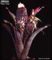 Billbergia 'Lilac Time'
