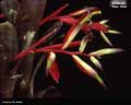 Billbergia 'Lilac Time'