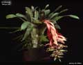 Billbergia 'Gargoyle'