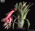 Billbergia 'Gargoyle'
