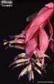 Billbergia 'Gargoyle'
