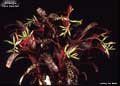 Billbergia 'Feliz Navidad'