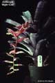 Billbergia 'Night Side'