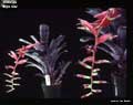 Billbergia 'Night Side'