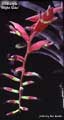 Billbergia 'Night Side'