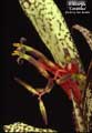 Billbergia 'Caramba'