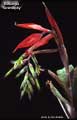 Billbergia 'Serendipity'