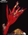 Billbergia 'Tequila Sunset'