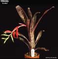 Billbergia 'Arriba'