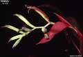 Billbergia 'Arriba'